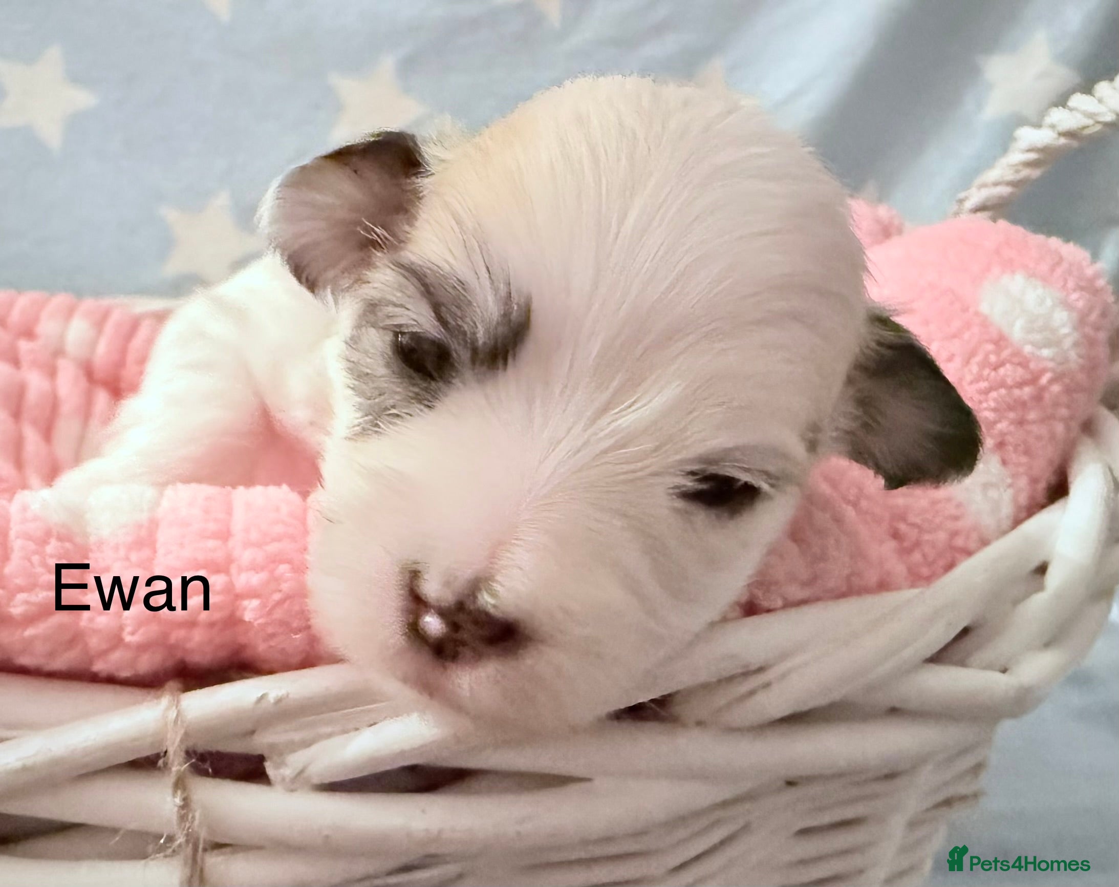 Coton De Tulear dogs KC reg Coton de Tulear parents DNA health tested  - Advert 1