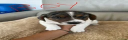 Mixed Breed dogs for sale: Dachshund puppies  in Birmingham - Advert 2