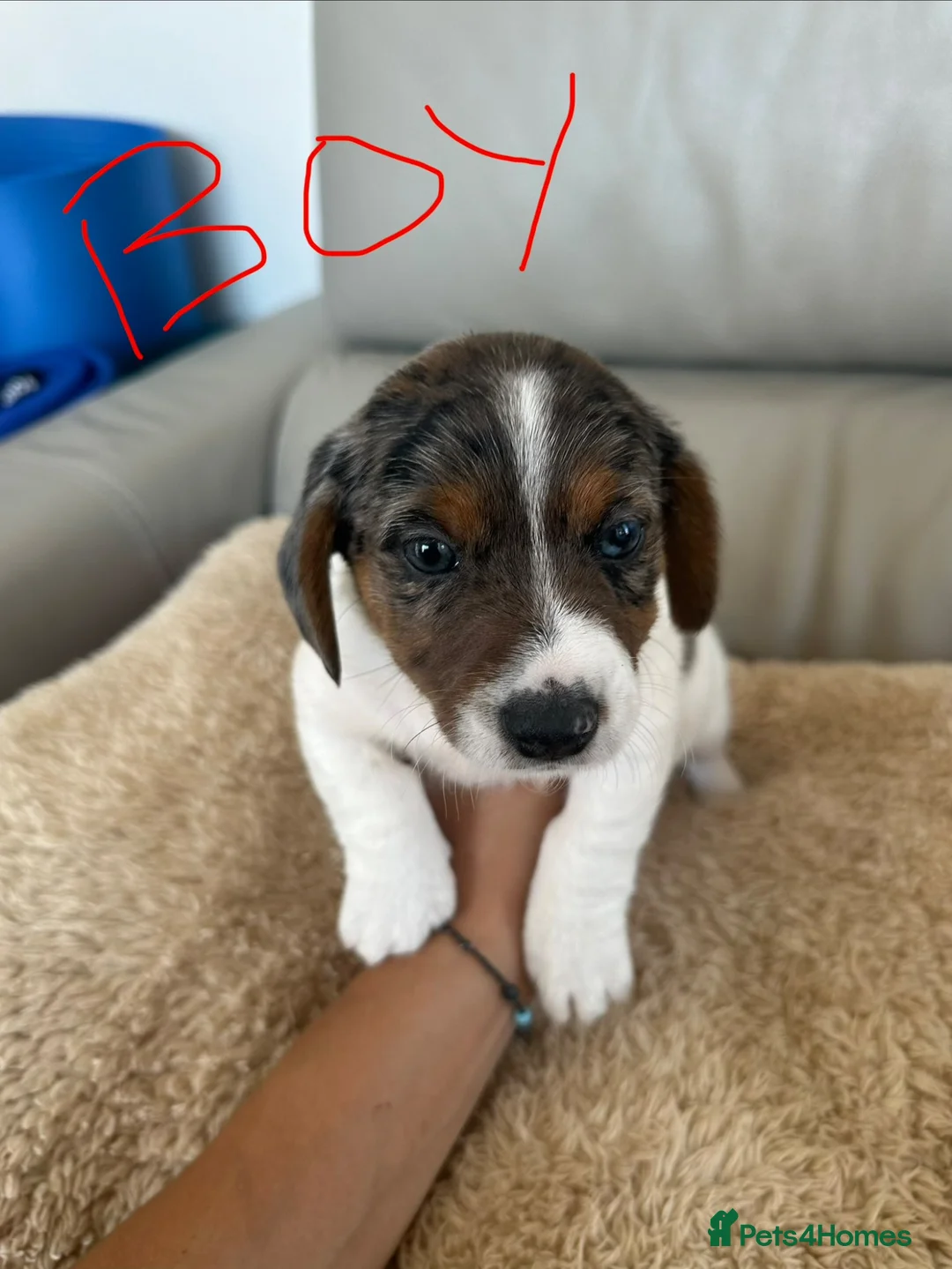 Mixed Breed dogs for sale: Dachshund puppies  in Birmingham - Advert 2