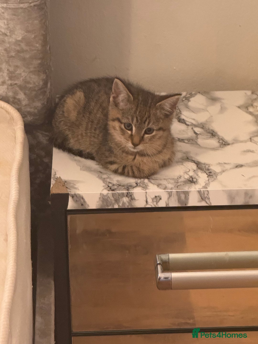 Mixed Breed cats for sale: 2 female beautiful kittens   - Image 2