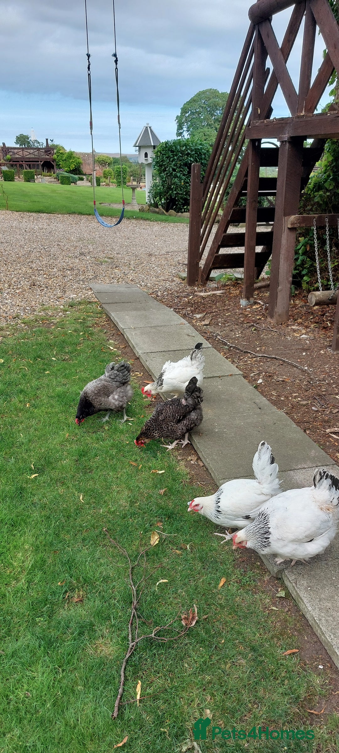 Chickens poultry for sale: Pure Breed Point of lay hens - Image 8
