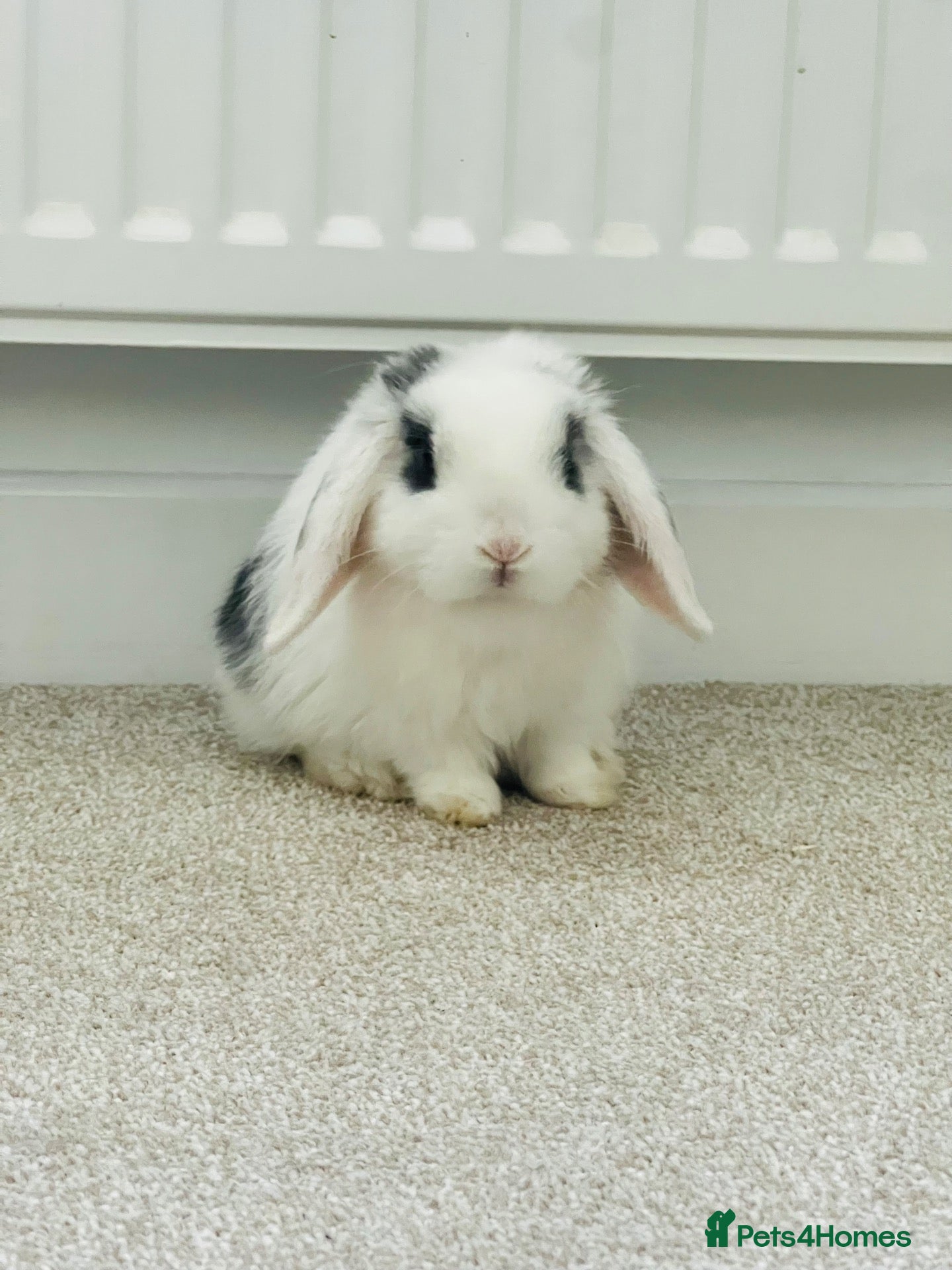 Mini Lop rabbits Mini lop Rabbits(Pair) - Advert 3