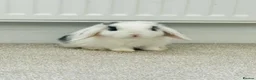 Mini Lop rabbits for sale: Mini lop Rabbits(Pair) in Dundee - Advert 1