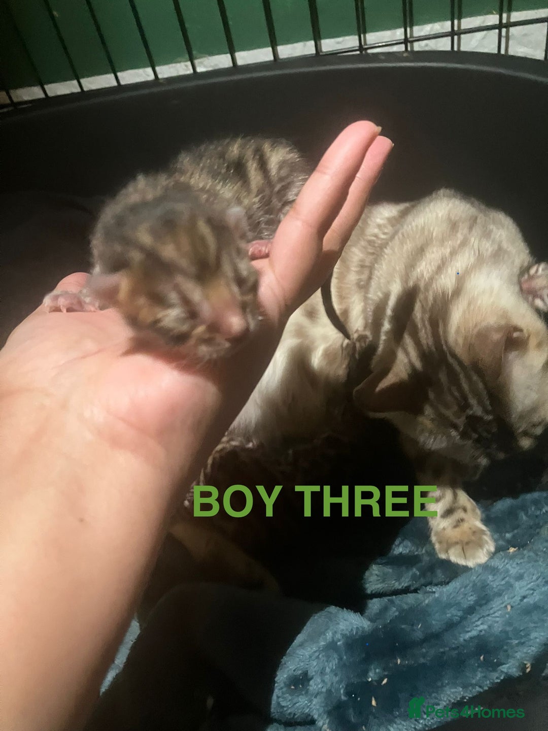 Bengal cats for sale: Pedigree Bengal Kittens  **  - Advert 12