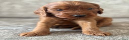 Cockapoo dogs for sale: BEAUTIFUL RED COCKAPOO PUPS HEALTH TESTED PARENTS - Advert 13