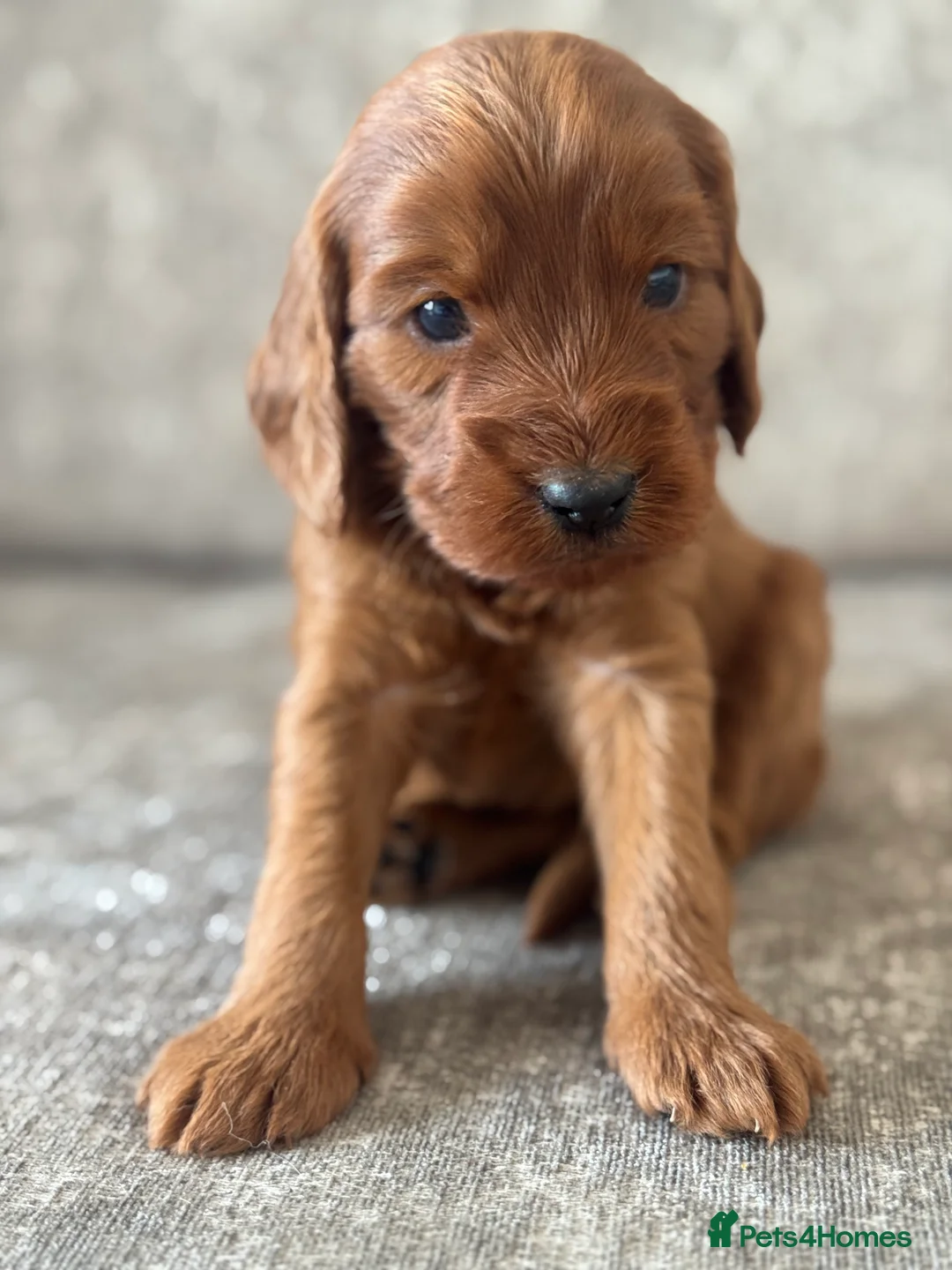 Cockapoo dogs for sale: BEAUTIFUL RED COCKAPOO PUPS HEALTH TESTED PARENTS - Advert 9