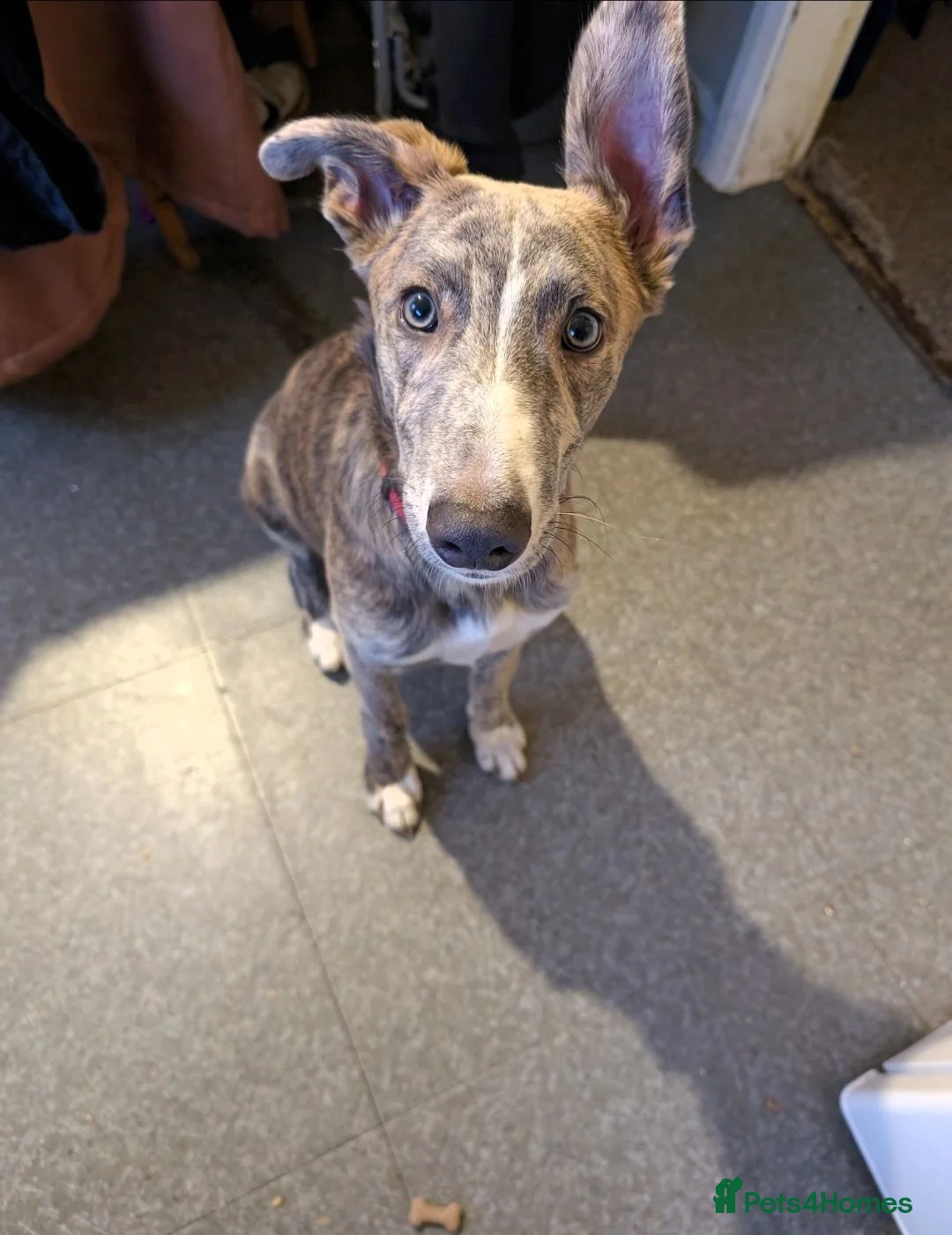 Mixed Breed dogs for sale: Lurcher X - Advert 5