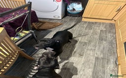 American Bull Staffy dogs for sale: american staffordshire for sale  - Image 12