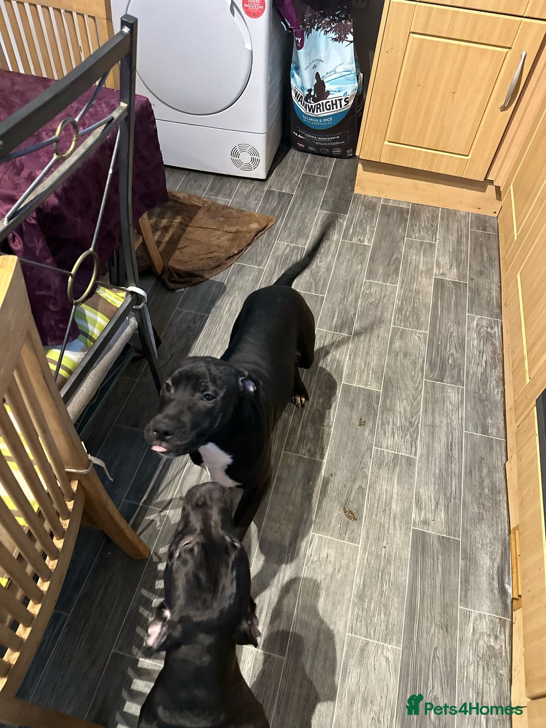 American Bull Staffy dogs for sale: american staffordshire for sale  - Image 12