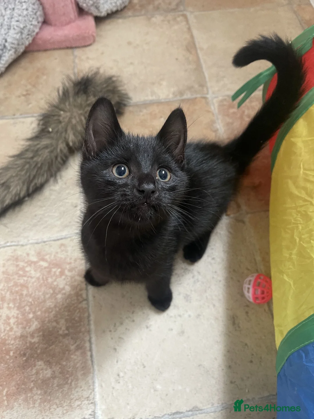 Mixed Breed cats for adoption: Gaston and Maurice - 12 weeks old - Advert 3