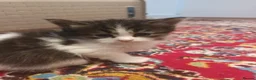 Mixed Breed cats for sale: Playful kittens  - Advert 4