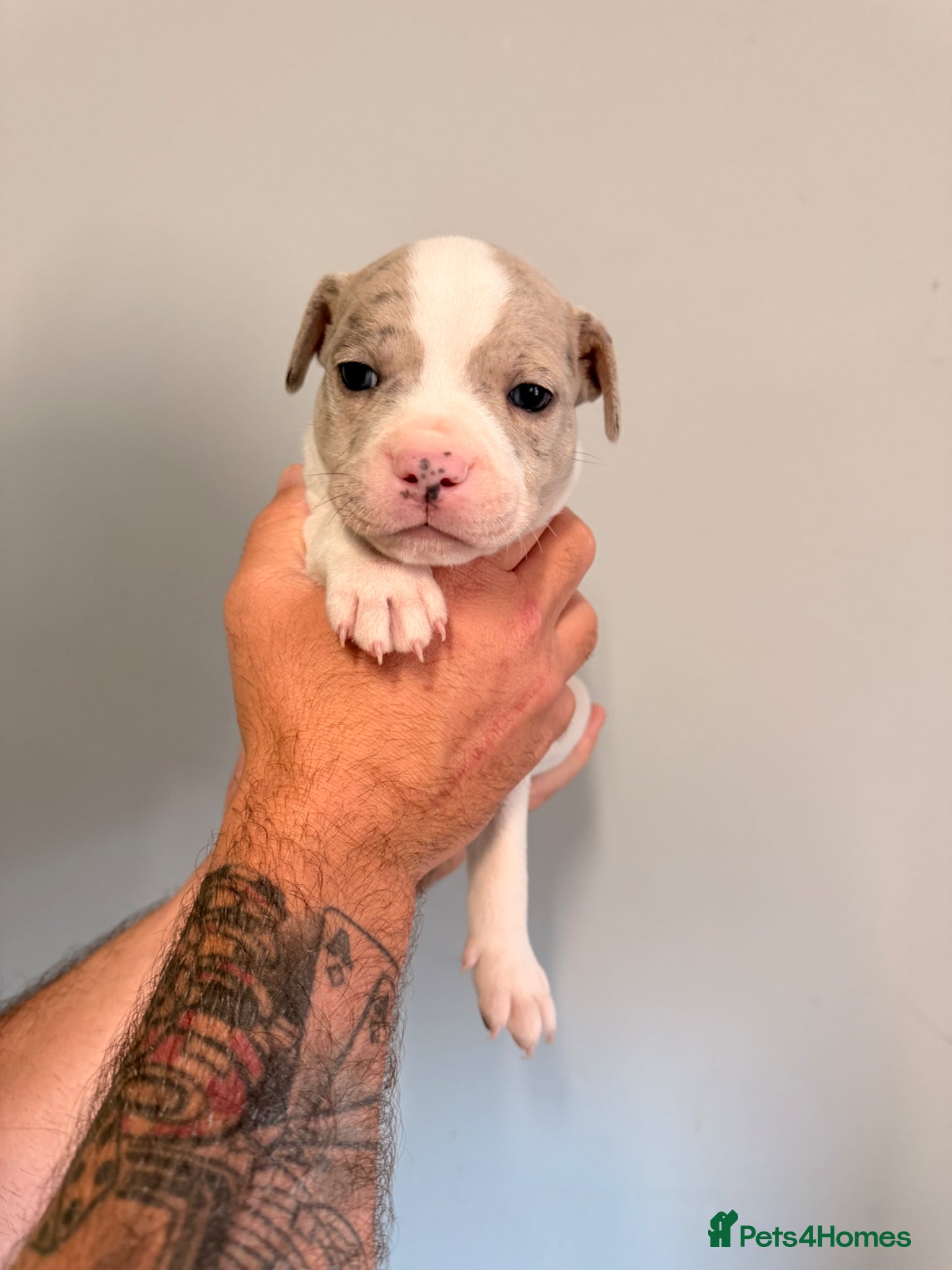 Staffordshire Bull Terrier dogs 5 beautiful staffy pups  - Advert 16