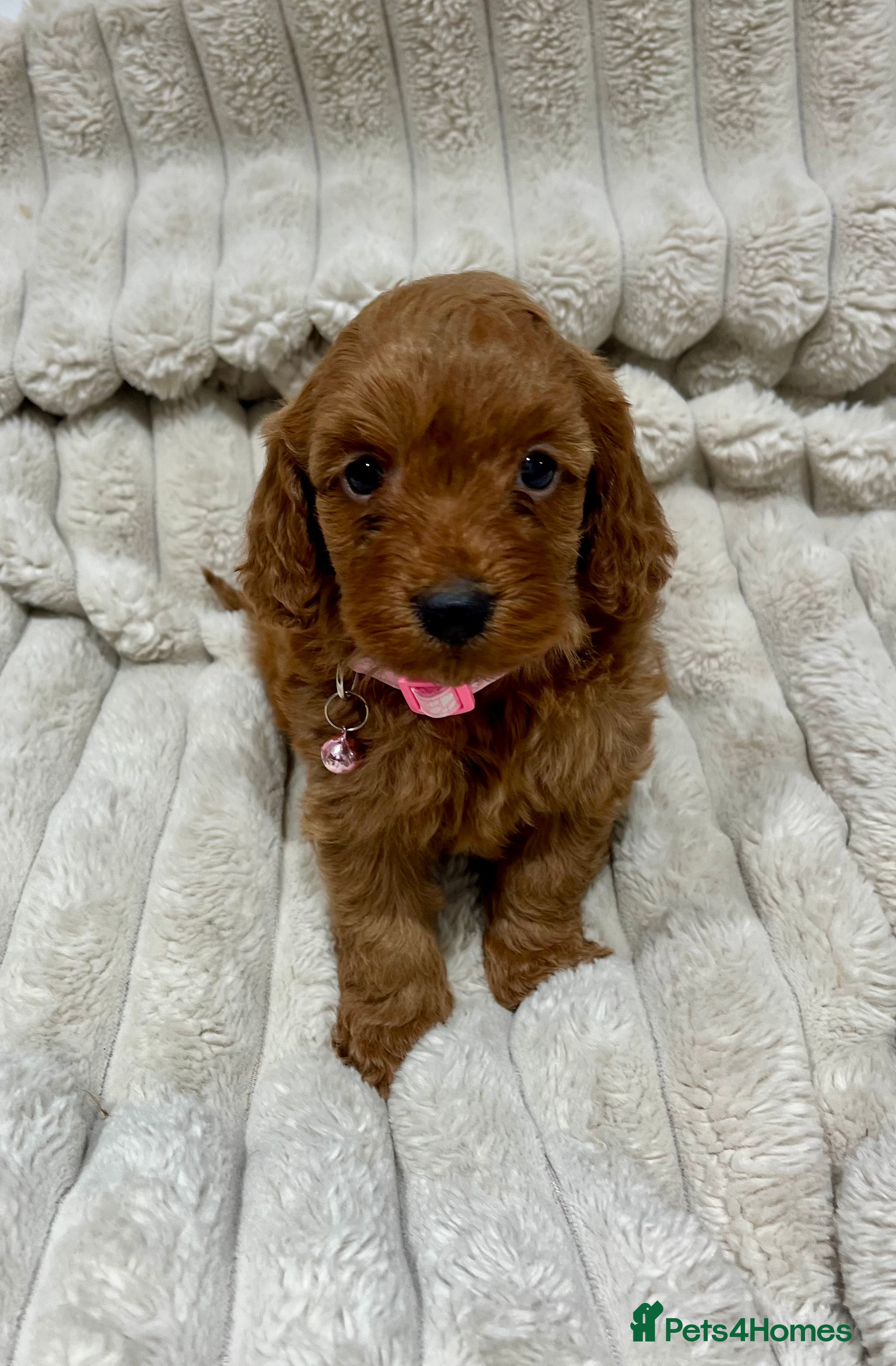 Cockapoo dogs Fox Red Cockapoo Puppies🎅 **  - Advert 1