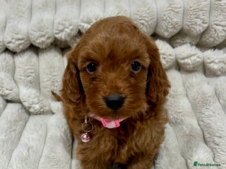 Cockapoo dogs Fox Red Cockapoo Puppies - Advert 4