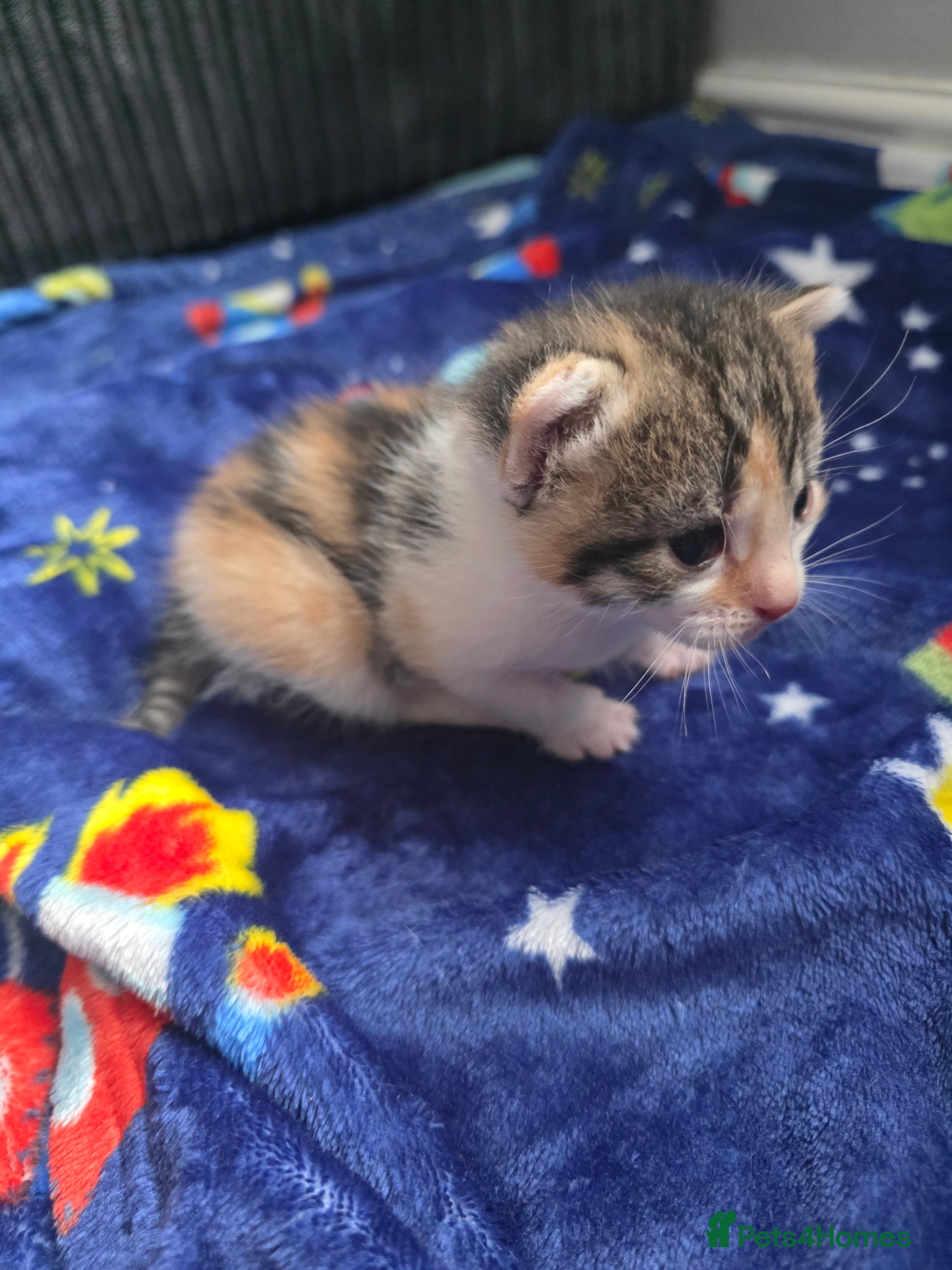 Mixed Breed cats for sale: Mixed bread kittens  - Advert 5