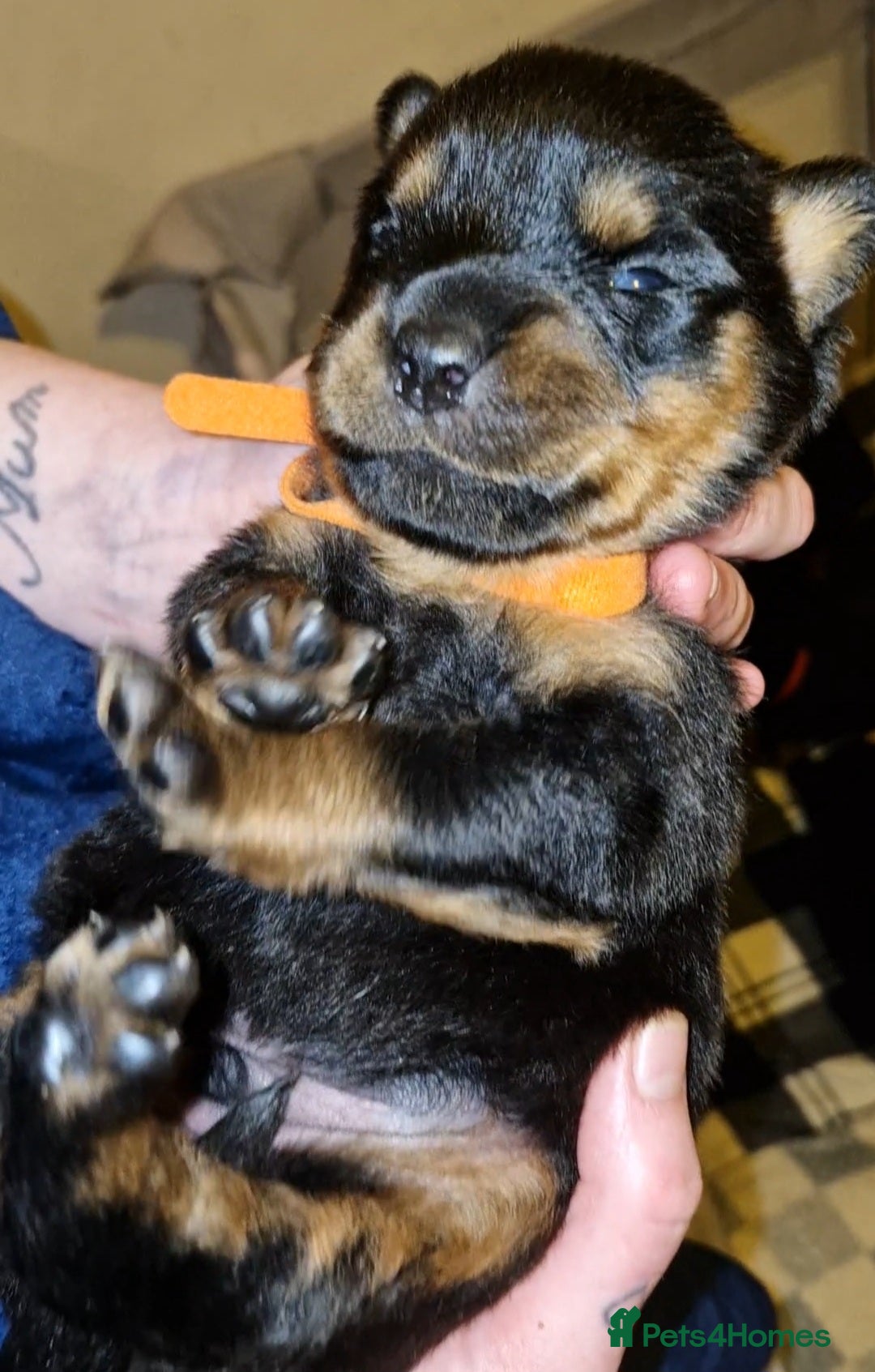 Rottweiler dogs for sale: Beautiful rottweiler puppys  - Image 13