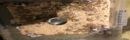 Mouse rodents for sale: Pet fancy mice for sale - Advert 2