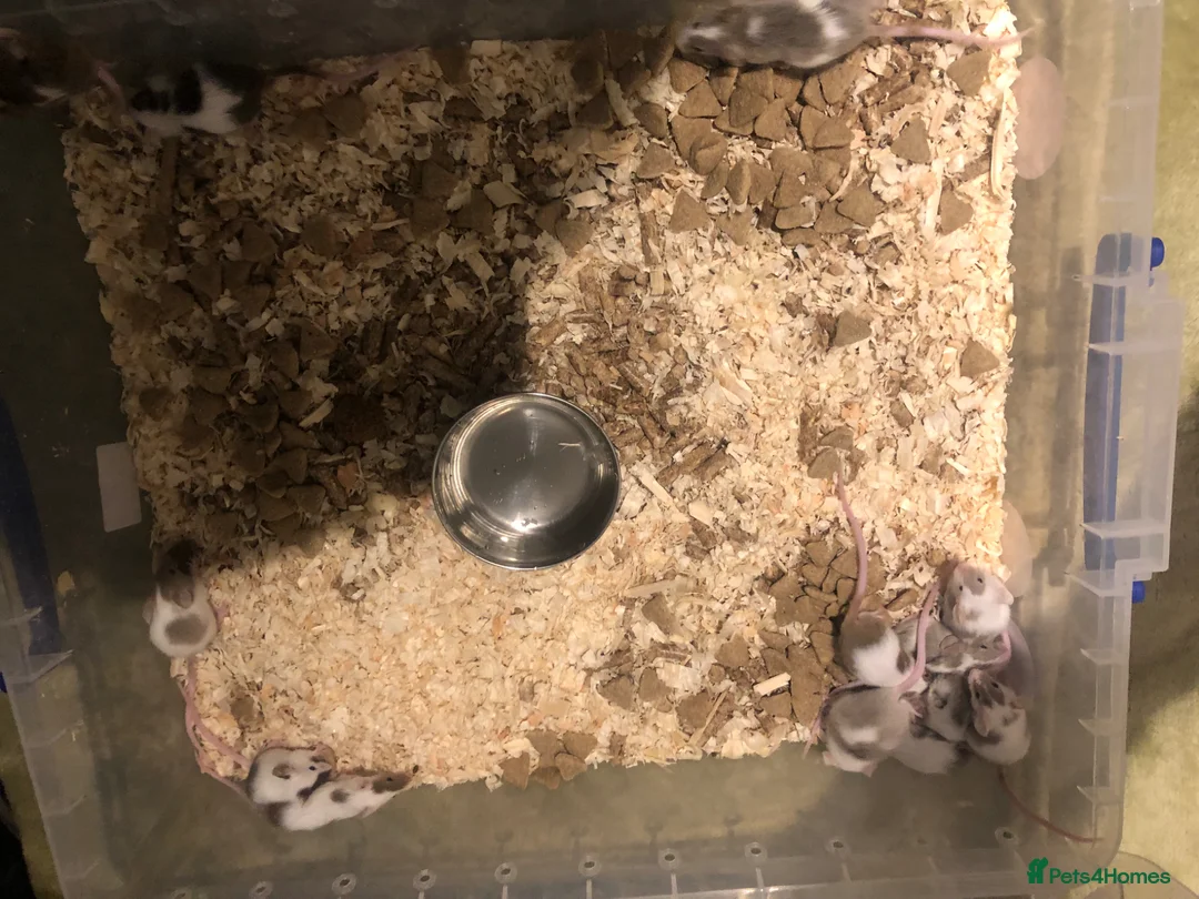 Mouse rodents for sale: Pet fancy mice for sale - Advert 2