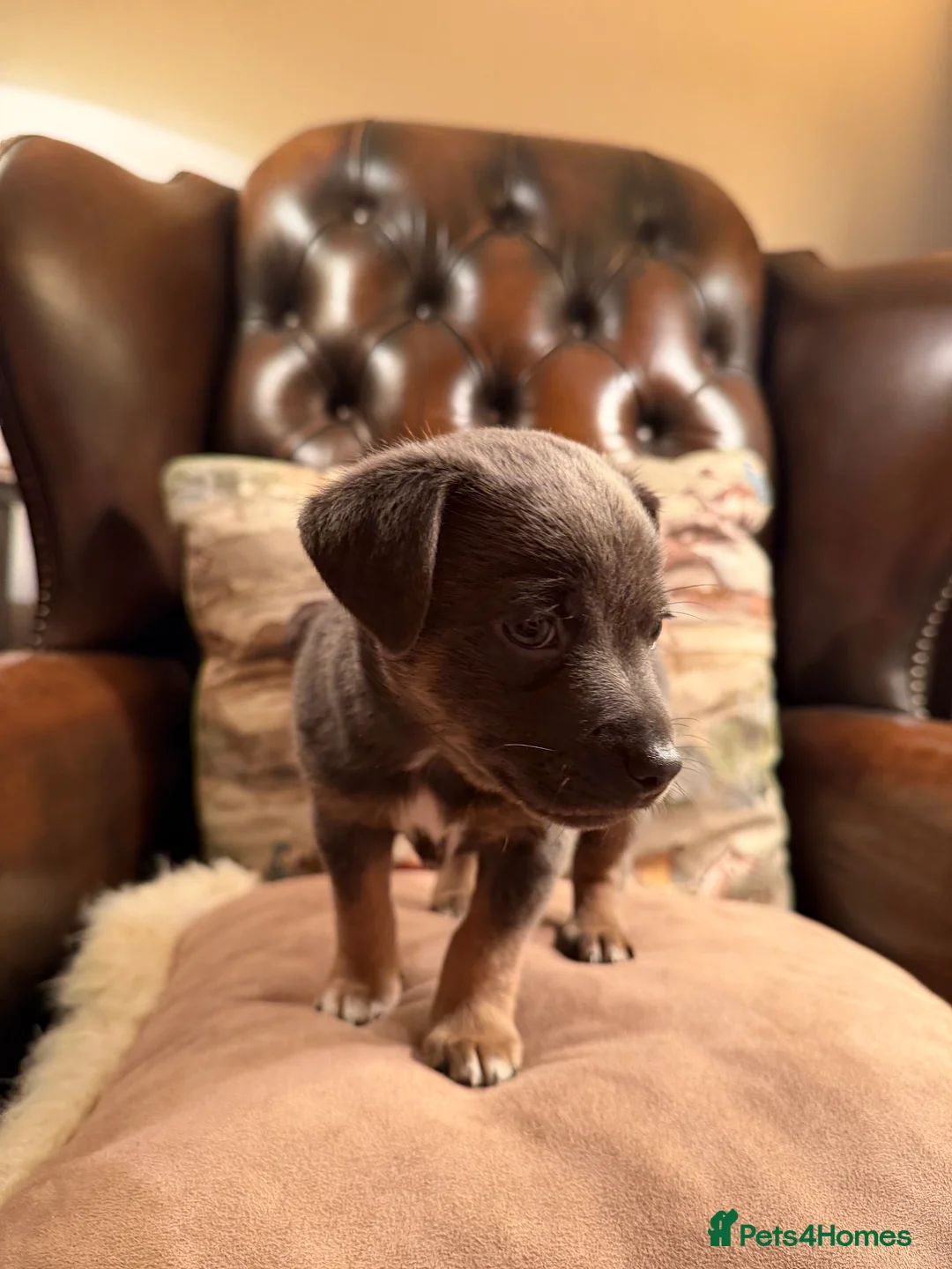 Jack Russell dogs for sale: Stunning blue and blue tri JRT pups - Advert 14