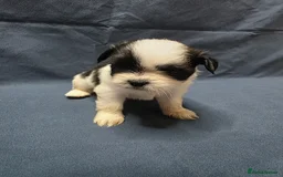 Shih Tzu dogs for sale: Passionates shih tzu - Image 7