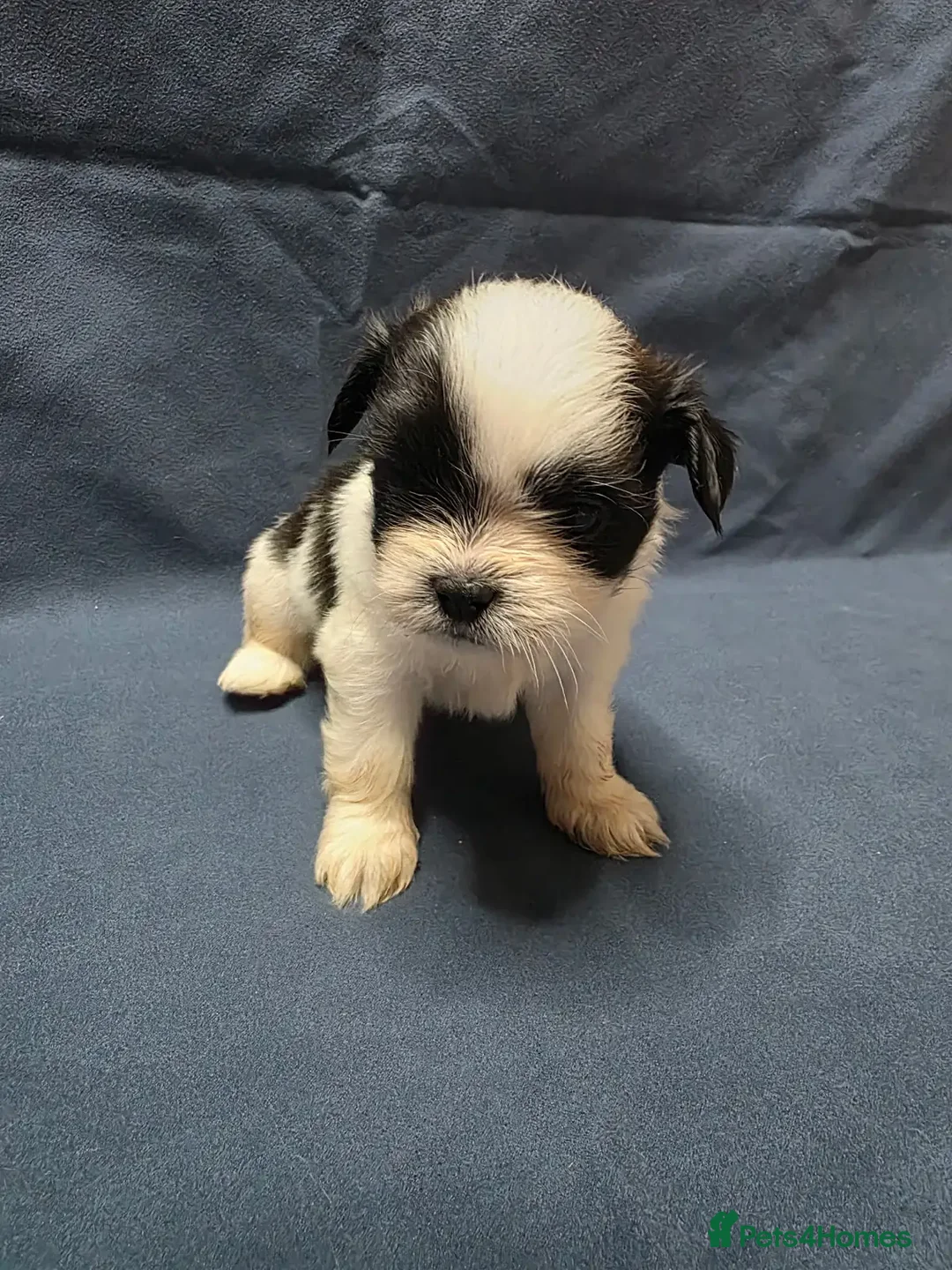 Shih Tzu dogs for sale: Passionates shih tzu - Image 7