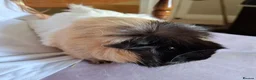 Guinea Pig rodents for sale: Two bonded female guinea pigs + cage in Helensburgh - Advert 5