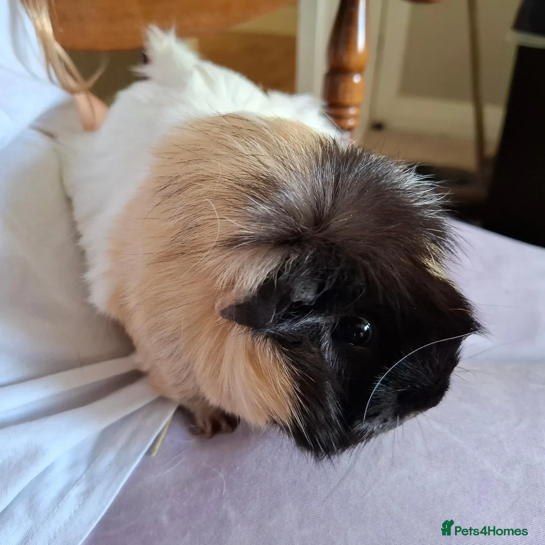 Guinea Pig rodents for sale: Two bonded female guinea pigs + cage in Helensburgh - Advert 5