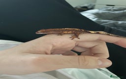 Gecko reptiles for sale: baby crested gecko and females - Image 11