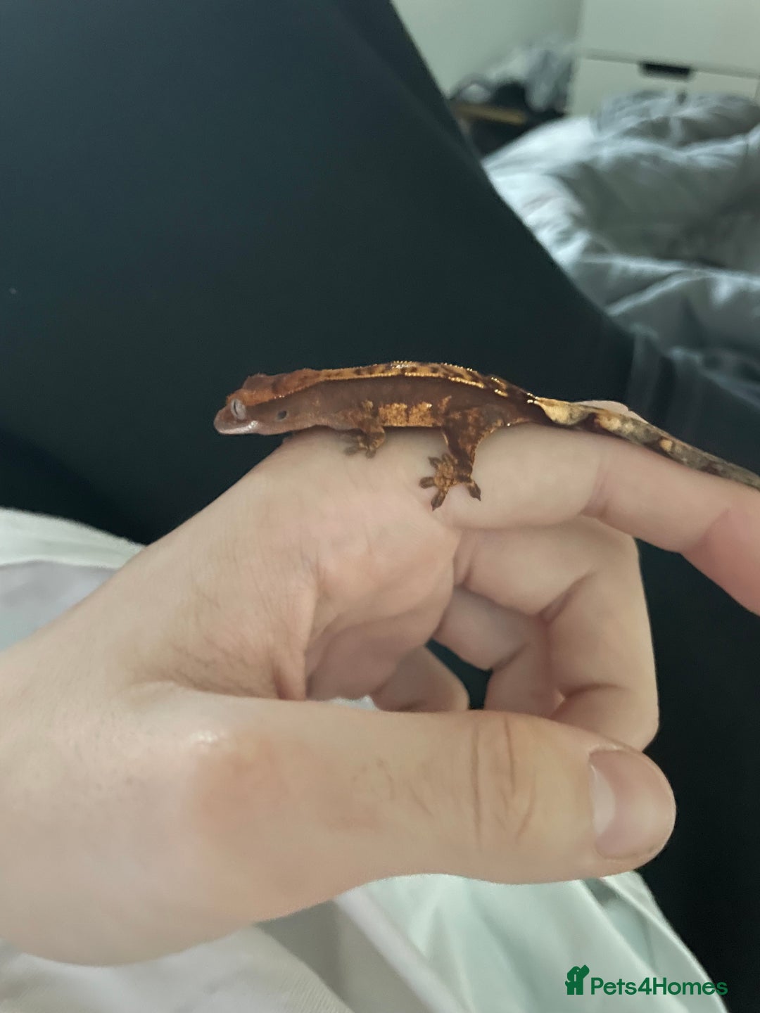 Gecko reptiles for sale: baby crested gecko and females - Image 11