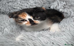 Scottish Fold cats for sale: Kittens - Image 4