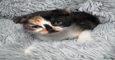 Scottish Fold cats - Advert 4