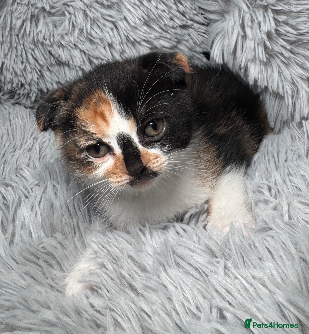 Scottish Fold cats for sale: Kittens - Image 4