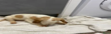 Cocker Spaniel 2