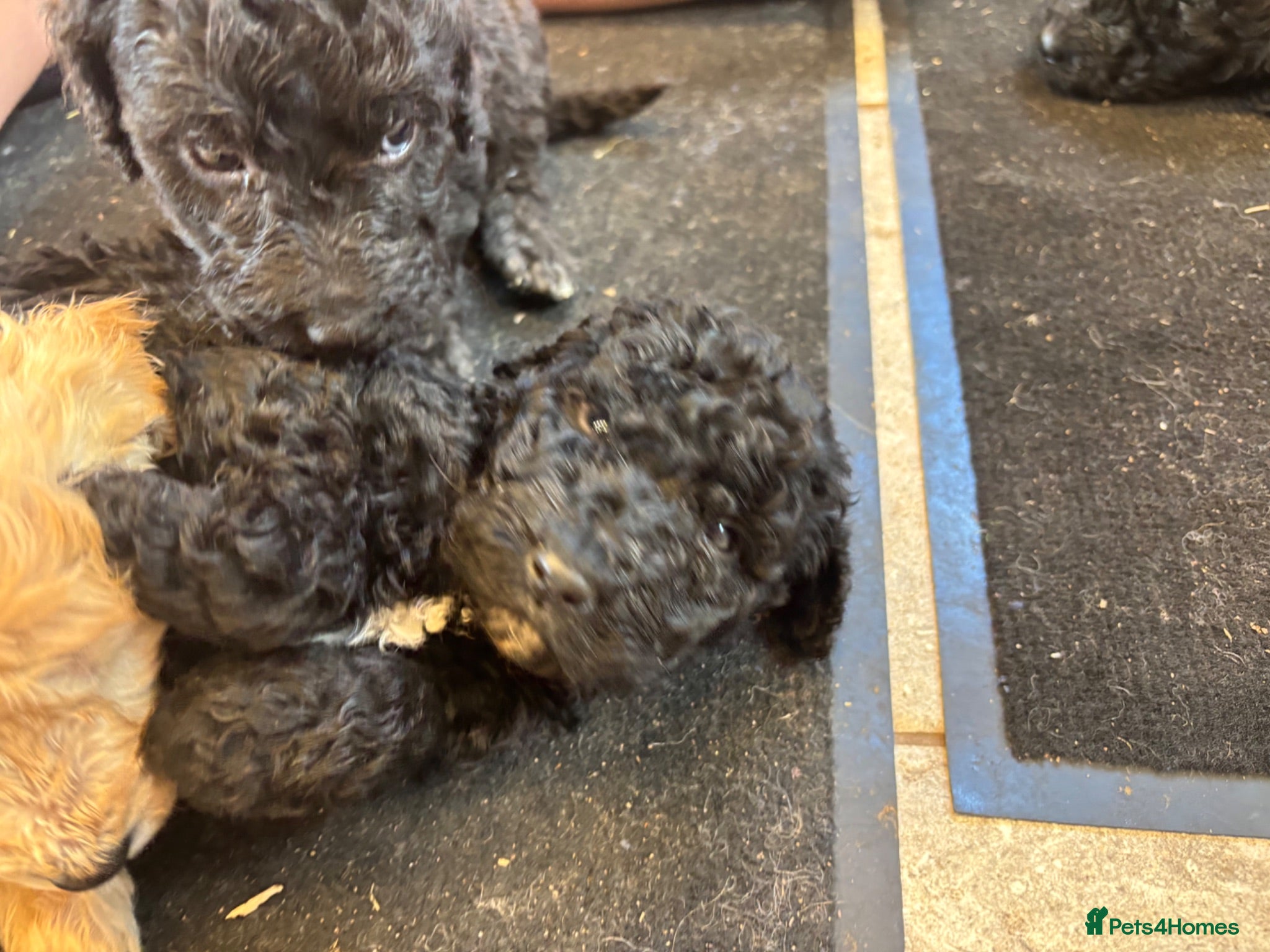 Goldendoodle dogs Beautiful Goldendoodles - Advert 2