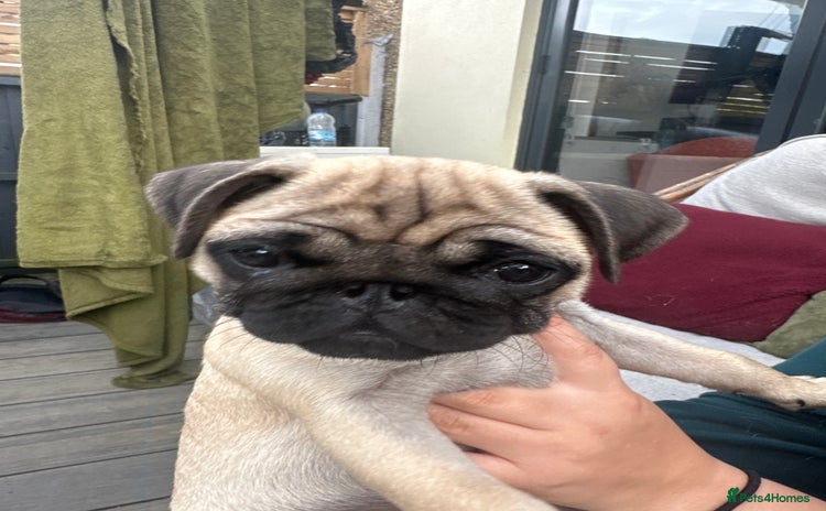 Pug dogs - Advert 2