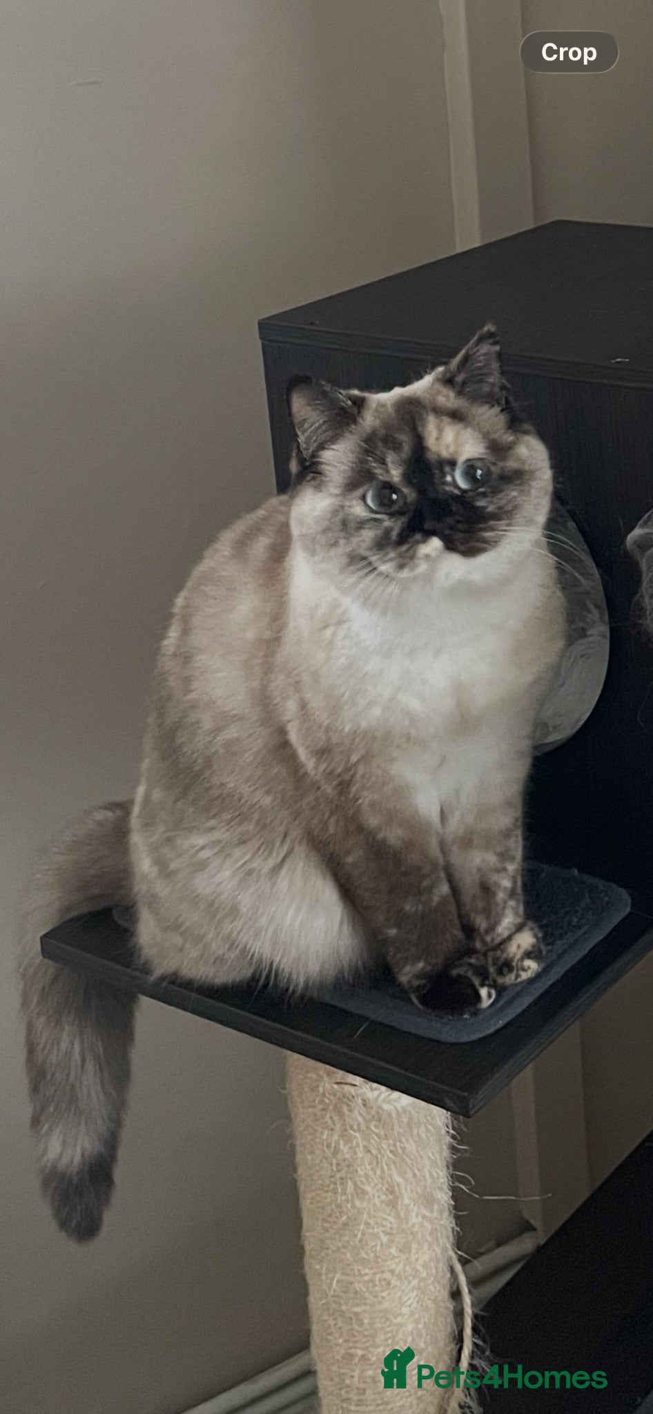 British Shorthair cats Beautiful Tortie Colourpoint Female URGENT REHOME  - Advert 1