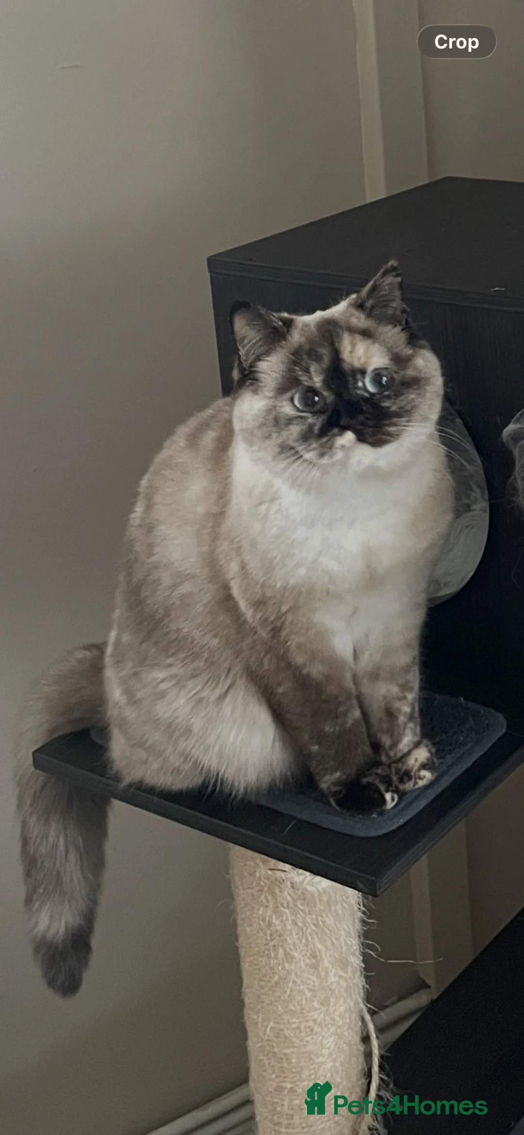 British Shorthair cats for sale: Beautiful Tortie Colourpoint Female URGENT REHOME  - Advert 1