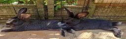 Continental Giant rabbits for sale: Giant Continental Rabbits READY TO LEAVE - Advert 3