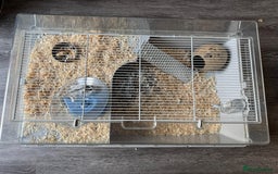 Hamster rodents for sale: Hamster+cage and all the toys  - Advert 2