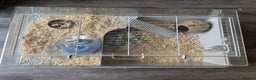 Hamster rodents for sale: Hamster cage and all the toys  - Advert 2