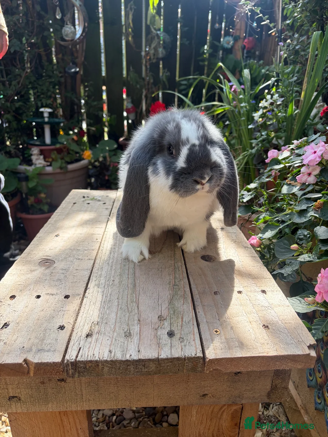 French Lop rabbits for sale: French lop kits mixed litter - Advert 14
