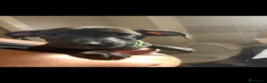 Mixed Breed 3