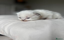 Ragdoll cats for sale: 🐾 Ragdoll kittens - ONE MALE TWO FEMALE LEFT 🐾 - Image 10