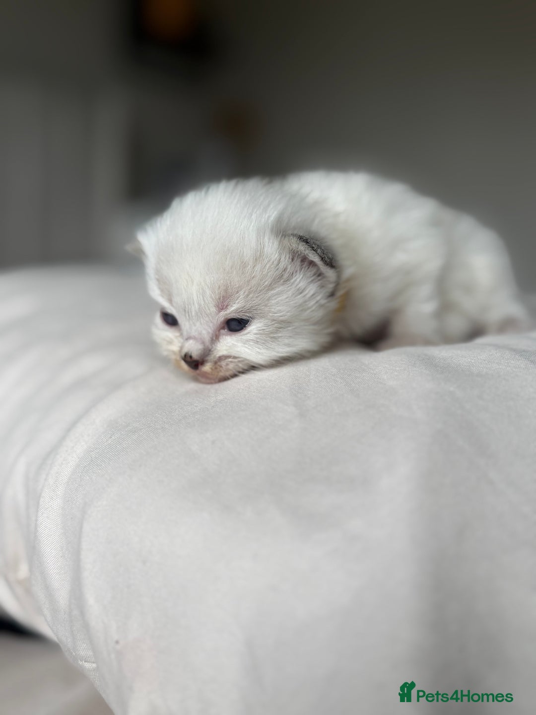 Ragdoll cats for sale: 🐾 Ragdoll kittens - ONE MALE TWO FEMALE LEFT 🐾 - Image 10