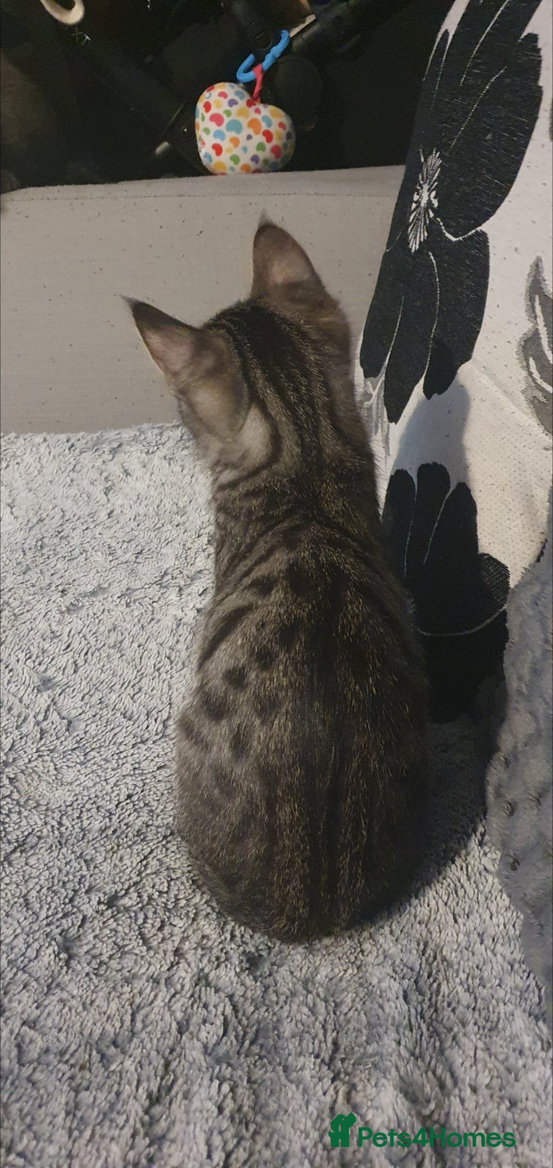 Bengal cats for sale: RARE GREY BENGAL SAVANAH MIXED BOY KITTEN! - Advert 5