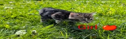 Bengal cats for sale: £799!TICA GlitterBengals|HighContrast|Healthtested - Advert 4