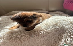 Shih Tzu dogs for sale: Shih tzu cross Yorkshire terrier - Image 14
