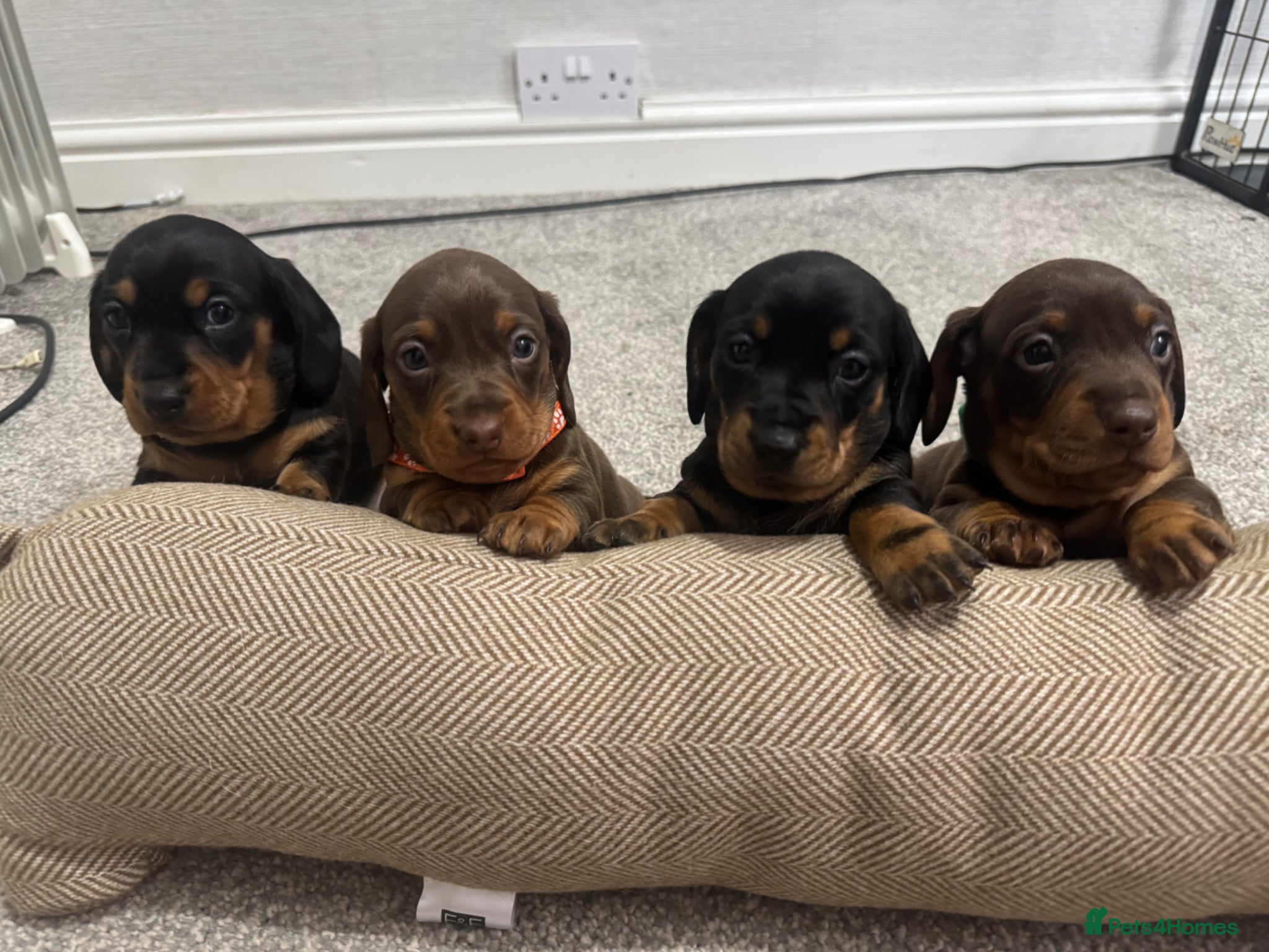 Miniature Dachshund dogs Beautiful miniature dachshund puppies  - Advert 3