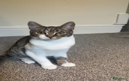 British Shorthair cats for sale: Marcus - Image 3
