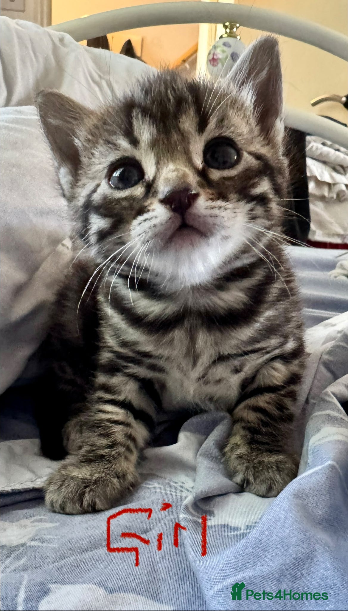 Mixed Breed cats Bengal cross  - Advert 8